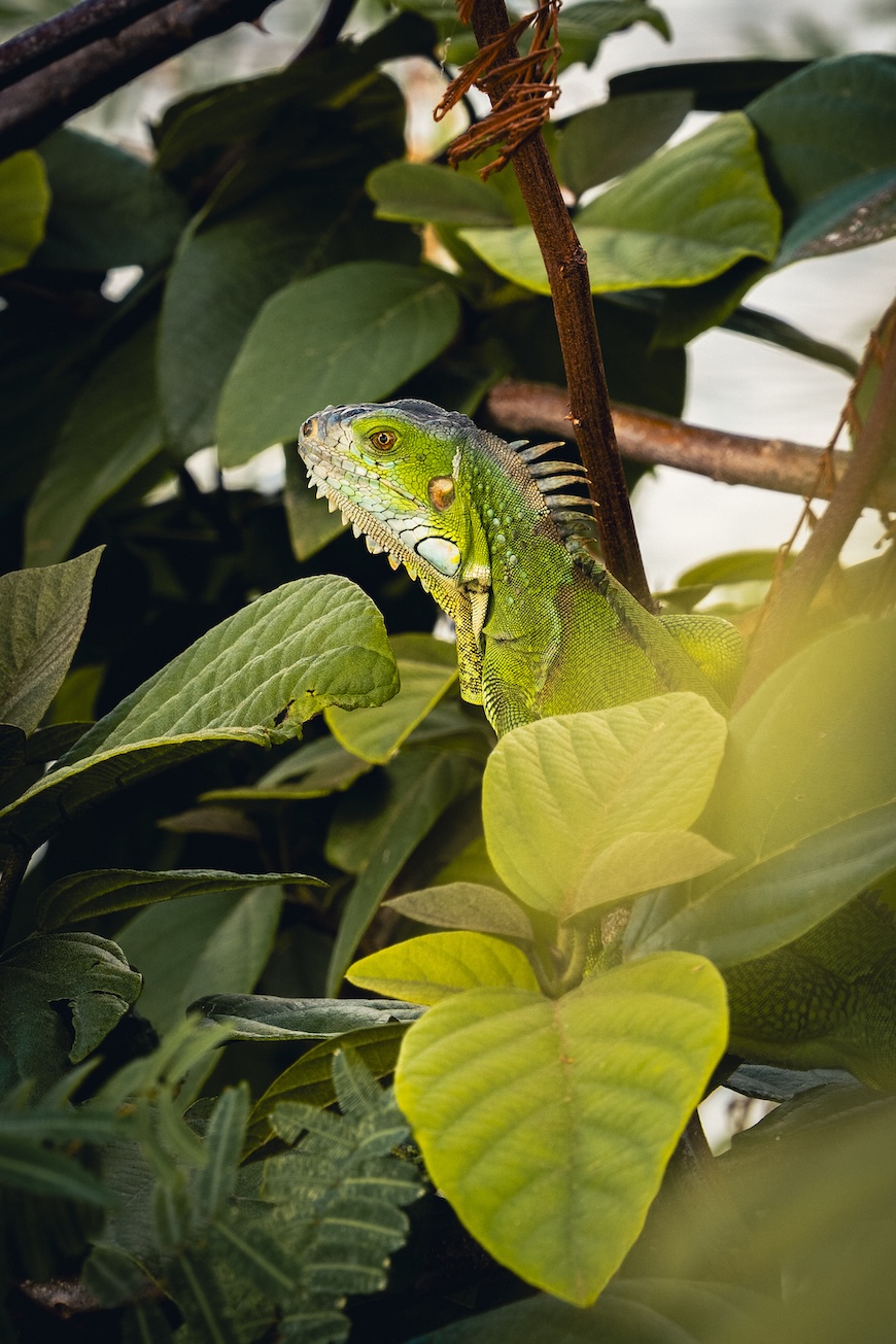 Photographe Martinique — Paul Michaud, photographe Martinique & Antilles