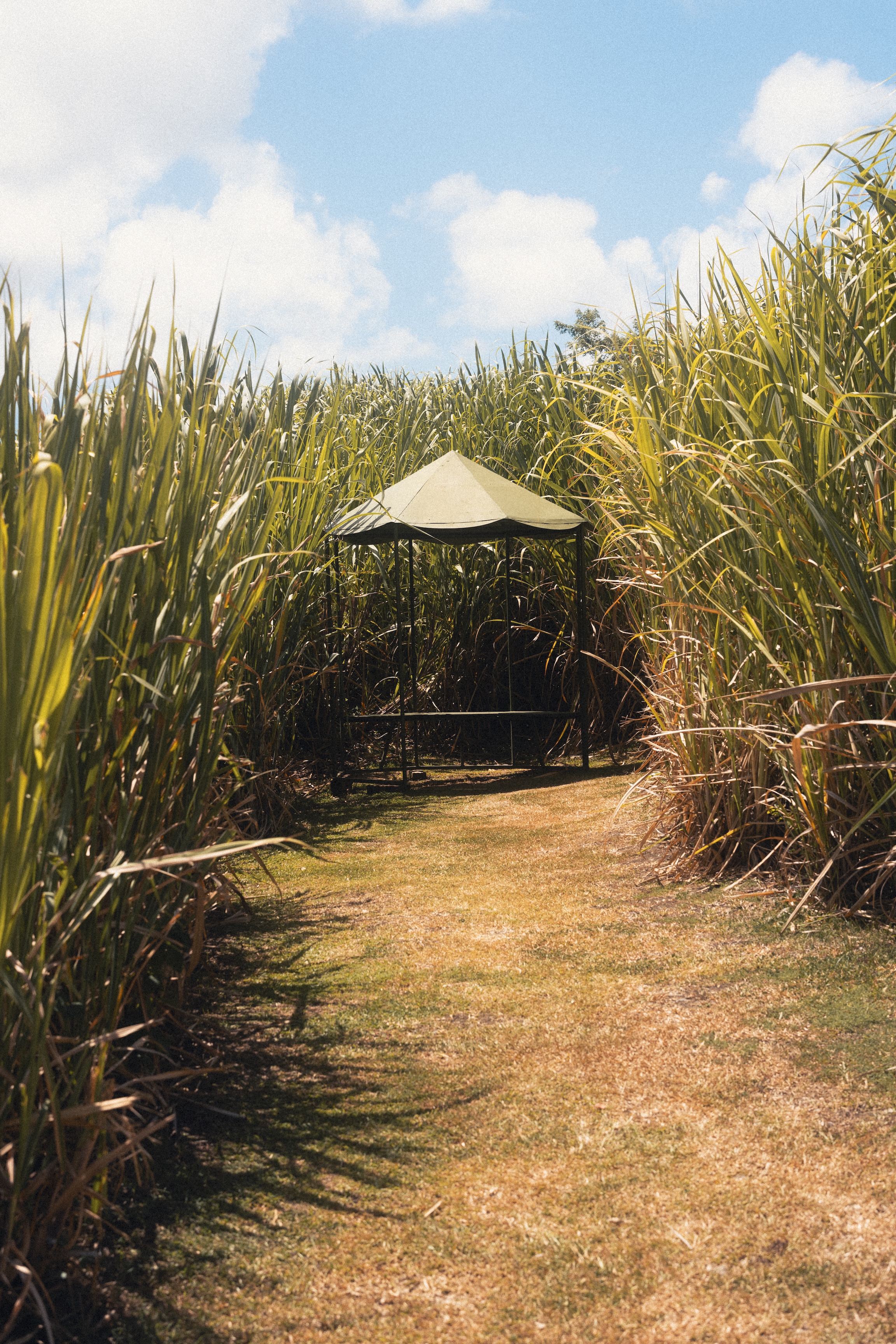 Photographe en Martinique - Rhum A1710 — Paul Michaud, photographe Martinique & Antilles